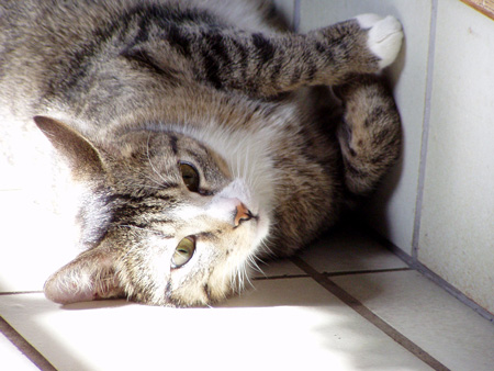 Katerchen Tequila copyright elke e. kaeding