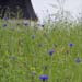 fotogalerie natur - copyright elke e. kaeding