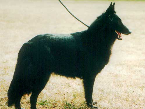 Heika-Wendy von Lanas Hof, Mama von Leon von Eickenberg - ein Groenendael - eine Varietät des belgischen Schäferhundes
