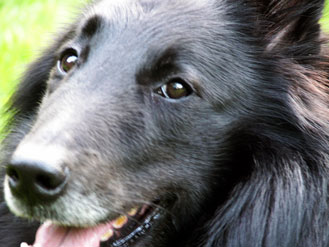 Leon von Eickenberg - ein Groenendael - eine Varietät des belgischen Schäferhundes